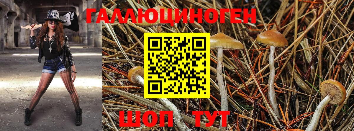Галлюциногенные грибы Psilocybe Лесной